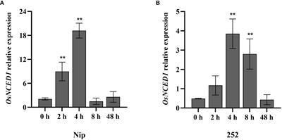 9-cis-epoxycarotenoid dioxygenase 1 confers heat stress tolerance in rice seedling plants